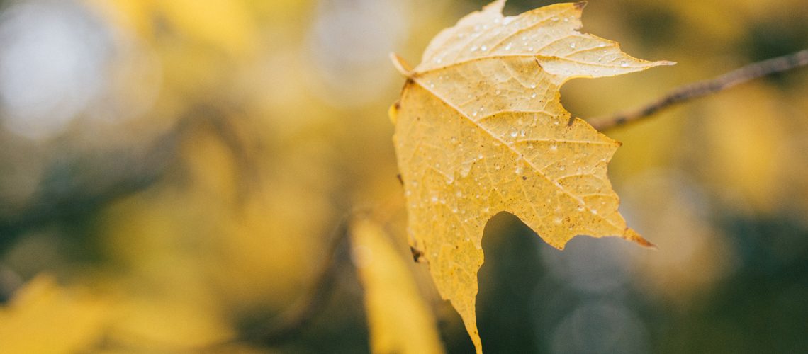 aaron-burden-nU2e7UDT1Eg-unsplash