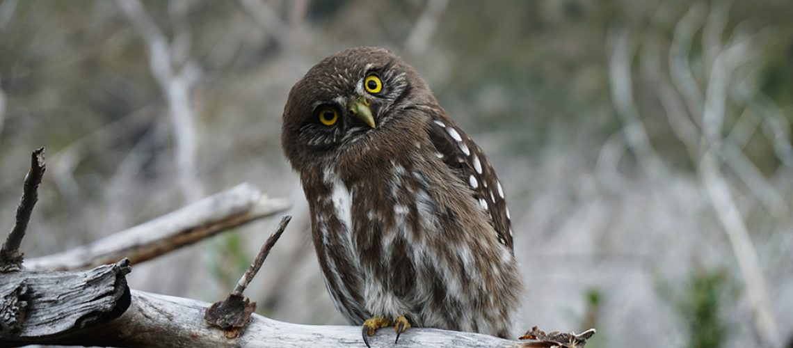 dominik-vo-owl feature image